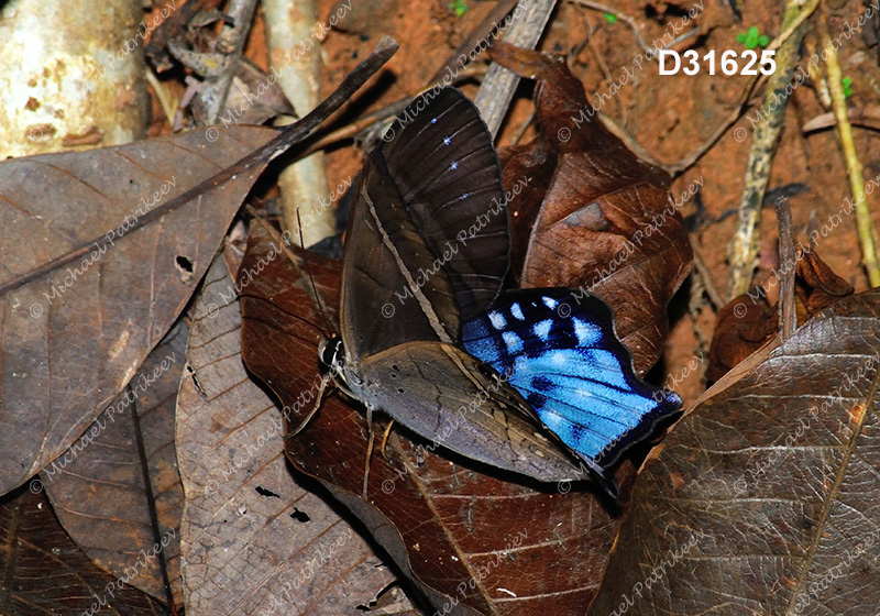 Pierella hyalinus